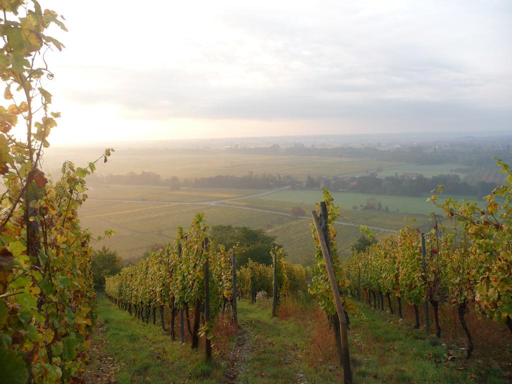 Vignobles Frey-Sohler Leilighet Scherwiller Eksteriør bilde