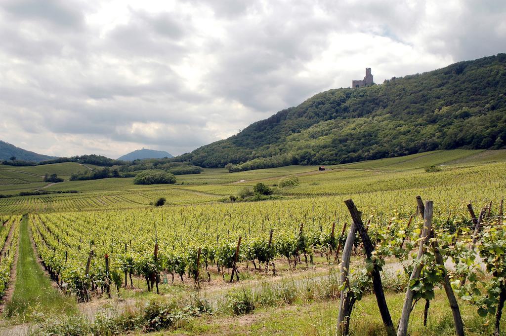Vignobles Frey-Sohler Leilighet Scherwiller Eksteriør bilde